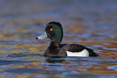 Kuifeend / Tufted Duck