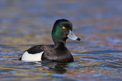 Kuifeend / Tufted Duck
