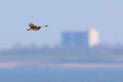 Crested Lark