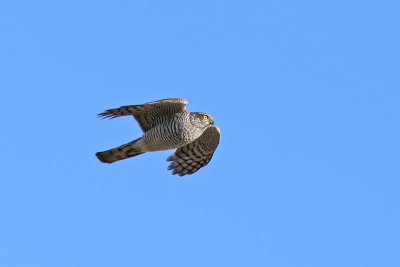 Sperwer / Sparrow Hawk