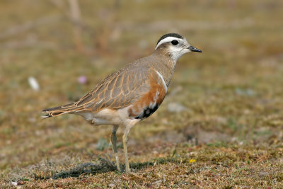 Morinelplevier / Dotterel