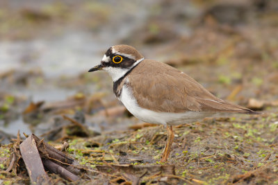 Kleine Plevier / Little Ringed Plover