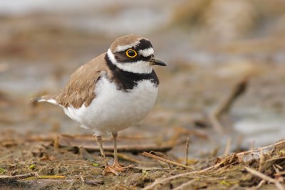 Kleine Plevier / Little Ringed Plover