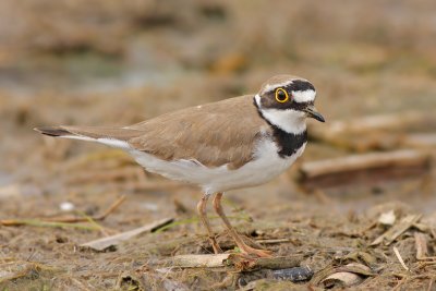 Kleine Plevier / Little Ringed Plover