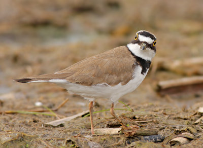 Kleine Plevier / Little Ringed Plover