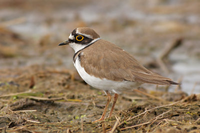 Kleine Plevier / Little Ringed Plover