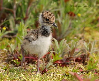 Kievit / Lapwing