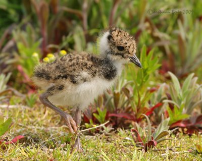 Kievit / Lapwing