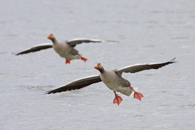 Grauwe Gans / Greylag Goose