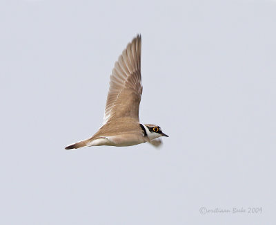 Kleine Plevier / Little Ringed Plover