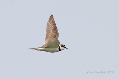 Kleine Plevier / Little Ringed Plover