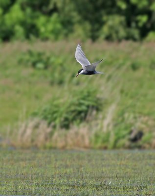 Witwangstern / Whiskered Tern