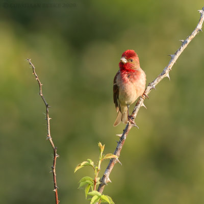 Roodmus / Rosefinch
