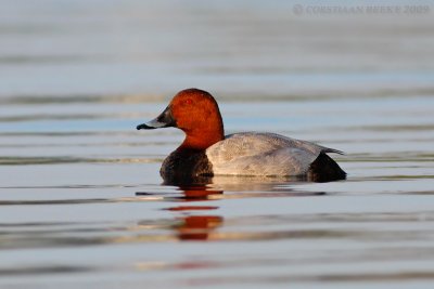 Tafeleend / Pochard