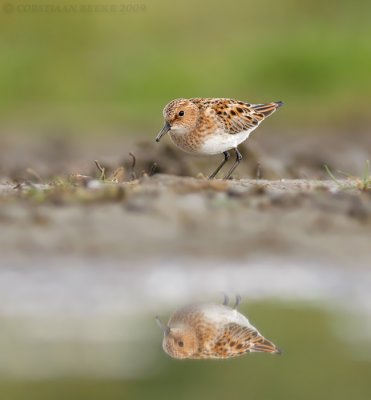 Kleine Strandloper / Little Stint