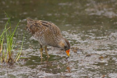 Porseleinhoen / Spotted Crake