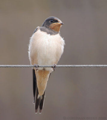 Boerenzwaluw / Barn Swallow