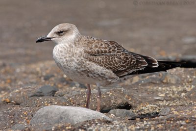 Geelpootmeeuw / Yellow-legged Gull