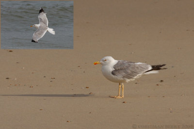 Geelpootmeeuw / Yellow-legged Gull