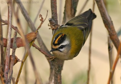 Vuurgoudhaan / Firecrest