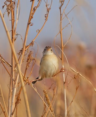 Graszanger / Zitting Cisticola