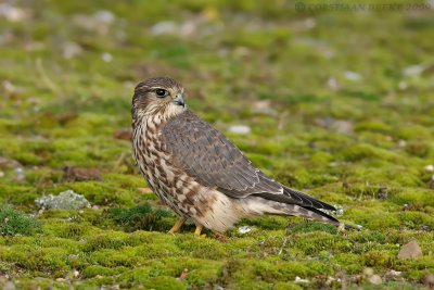 Smelleken / Merlin