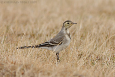 Witte Kwikstaart / White Wagtail