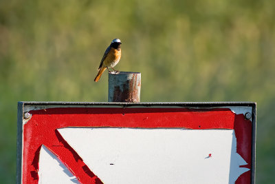 Common Redstart