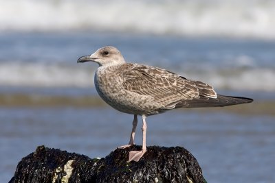 Geelpootmeeuw / Yellow-legged Gull