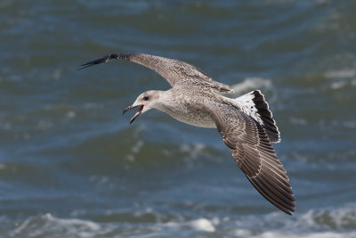 Geelpootmeeuw / Yellow-legged Gull