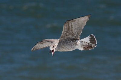 Geelpootmeeuw / Yellow-legged Gull