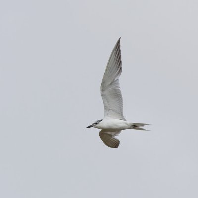 Gull-billed Tern