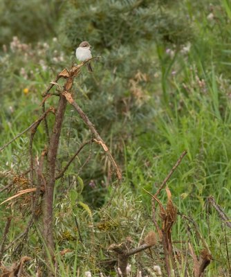 Grauwe Klauwier / Red-backed Shrike
