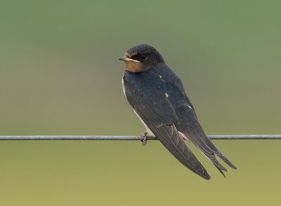 Boerenzwaluw / Barn Swallow