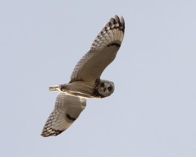 Velduil / Short-eared Owl