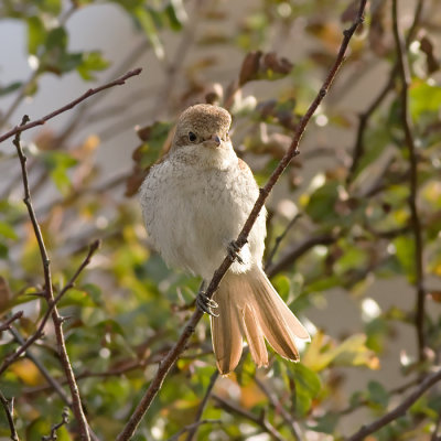 Grauwe Klauwier / Red-backed Shrike