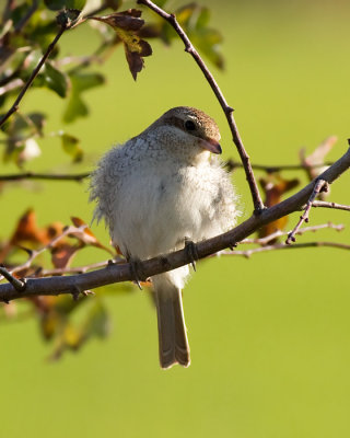Grauwe Klauwier / Red-backed Shrike
