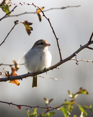 Grauwe Klauwier / Red-backed Shrike