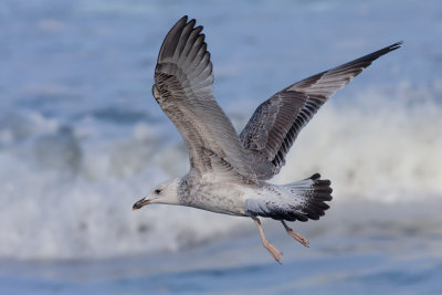 Pontische Meeuw / Caspian Gull