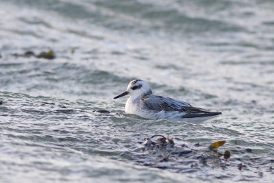 Rosse Franjepoot / Grey Phalarope