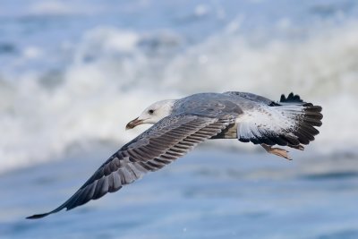 Pontische Meeuw / Caspian Gull