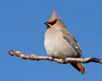 Pestvogel / Bohemian Waxwing