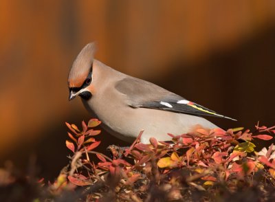 Pestvogel / Bohemian Waxwing