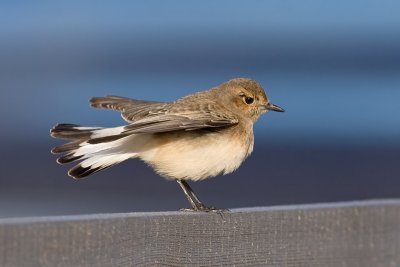 Bonte Tapuit / Pied Wheatear