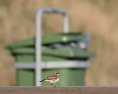 Bonte Tapuit / Pied Wheatear