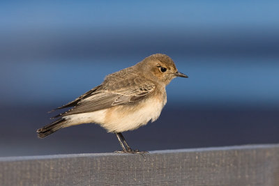 Bonte Tapuit / Pied Wheatear