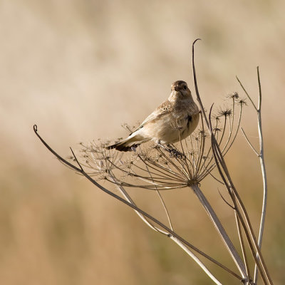 Bonte Tapuit / Pied Wheatear