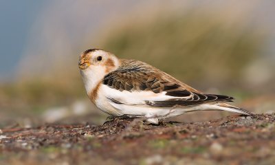 Sneeuwgors / Snow Bunting