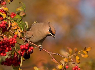 Pestvogel / Bohemian Waxwing