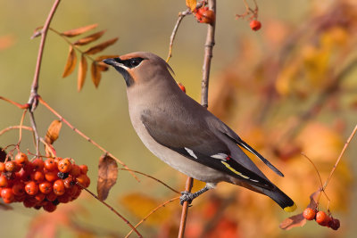 Pestvogel / Bohemian Waxwing